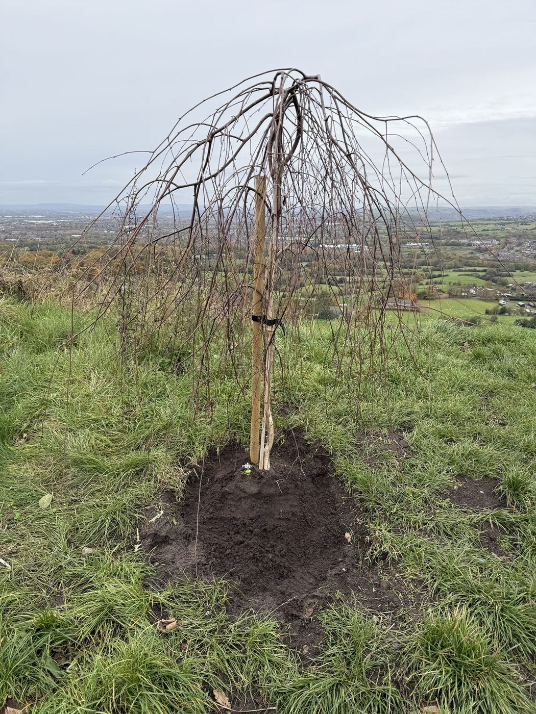 Lync's Tree newly planted on the hill